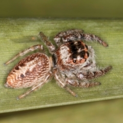 Opisthoncus grassator at Belconnen, ACT - 13 Aug 2024 03:09 PM