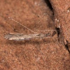 Empicoris sp. (genus) at Belconnen, ACT - 13 Aug 2024