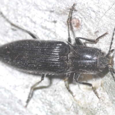 Crepidomenus fulgidus (Click beetle) at Yarralumla, ACT - 10 Aug 2024 by Harrisi