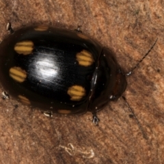 Paropsisterna octosignata (Eucalyptus leaf beetle) at Belconnen, ACT - 13 Aug 2024 by kasiaaus