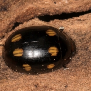 Paropsisterna octosignata at Belconnen, ACT - 13 Aug 2024