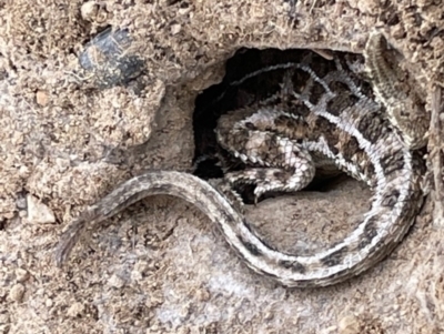 Tympanocryptis osbornei (Monaro Grassland Earless Dragon) at Dry Plain, NSW - 10 Aug 2024 by AndyRoo