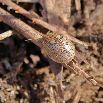 Paropsisterna laesa species complex (Laesa leaf beetle) at Higgins, ACT - 13 Aug 2024 by MichaelWenke