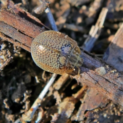 Paropsisterna laesa species complex at Higgins, ACT - 13 Aug 2024 02:23 PM