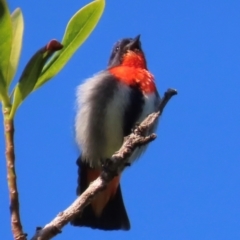 Dicaeum hirundinaceum (Mistletoebird) at South Mission Beach, QLD - 14 Aug 2024 by lbradley