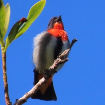 Dicaeum hirundinaceum (Mistletoebird) at South Mission Beach, QLD - 14 Aug 2024 by lbradley