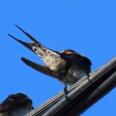 Hirundo neoxena at South Mission Beach, QLD - 14 Aug 2024 08:34 AM