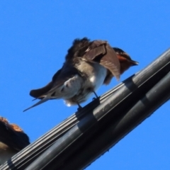 Hirundo neoxena at South Mission Beach, QLD - 14 Aug 2024 08:34 AM