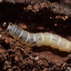 Lepidoptera unclassified IMMATURE (caterpillar or pupa or cocoon) at Karabar, NSW - 2 Aug 2024 by DianneClarke