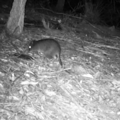 Potorous tridactylus (Long-nosed Potoroo) at Pappinbarra, NSW - 17 Aug 2021 by jonvanbeest