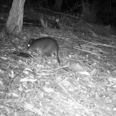 Potorous tridactylus (Long-nosed Potoroo) at Pappinbarra, NSW - 17 Aug 2021 by jonvanbeest