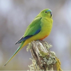 Neophema chrysogaster (Orange-bellied Parrot) by MichaelBedingfield