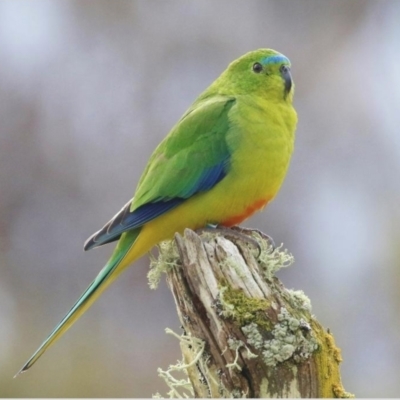 Neophema chrysogaster (Orange-bellied Parrot) at Southwest, TAS by MichaelBedingfield