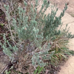 Lavandula stoechas (Spanish Lavender or Topped Lavender) at Watson, ACT - 12 Aug 2024 by waltraud