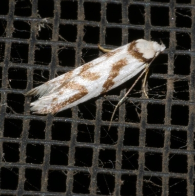 Oxythecta acceptella (Scat Moth) at Freshwater Creek, VIC - 10 Apr 2022 by WendyEM