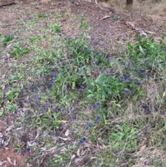 Echium plantagineum (Paterson's Curse) at Watson, ACT - 12 Aug 2024 by waltraud