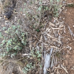 Marrubium vulgare (Horehound) at Watson, ACT - 12 Aug 2024 by waltraud