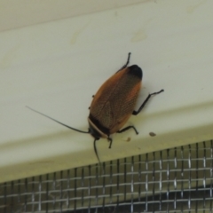 Ellipsidion australe (Austral Ellipsidion cockroach) at Conder, ACT - 12 Jan 2024 by MichaelBedingfield