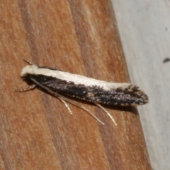 Monopis ethelella (Dead Sheep's Moth) at Freshwater Creek, VIC - 10 Apr 2022 by WendyEM