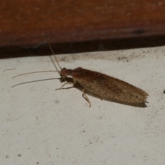 Micromus tasmaniae (Tasmanian Brown Lacewing) at Freshwater Creek, VIC - 10 Apr 2022 by WendyEM