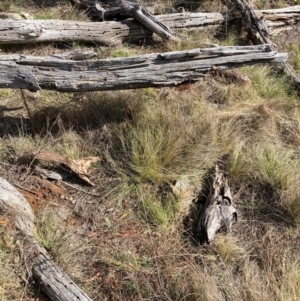 Nassella trichotoma at Watson, ACT - 12 Aug 2024