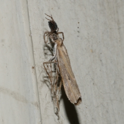 Culladia cuneiferellus (Crambinae moth) at Freshwater Creek, VIC - 11 Apr 2022 by WendyEM