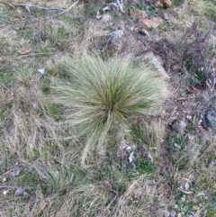 Nassella trichotoma (Serrated Tussock) at Watson, ACT - 12 Aug 2024 by waltraud