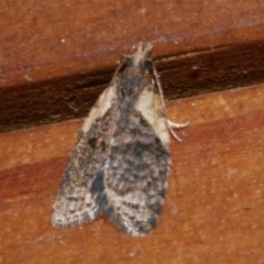 Capua intractana (A Tortricid moth) at Freshwater Creek, VIC - 11 Apr 2022 by WendyEM