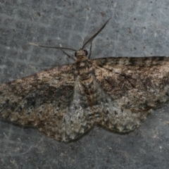 Aponotoreas dascia (Dascia Carpet) at Freshwater Creek, VIC - 22 Apr 2022 by WendyEM