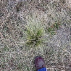 Nassella trichotoma (Serrated Tussock) at Watson, ACT - 12 Aug 2024 by waltraud