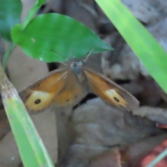 Mycalesis terminus at South Mission Beach, QLD - 14 Aug 2024 by lbradley