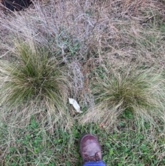 Nassella trichotoma (Serrated Tussock) at Watson, ACT - 12 Aug 2024 by waltraud