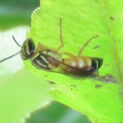 Unidentified Wasp (Hymenoptera, Apocrita) at South Mission Beach, QLD - 14 Aug 2024 by lbradley