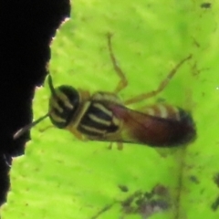 Palaeorhiza (Genus) at suppressed - 14 Aug 2024 11:56 AM