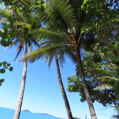 Cocos nucifera (Coconut Palm) at South Mission Beach, QLD - 14 Aug 2024 by lbradley