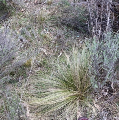 Nassella trichotoma (Serrated Tussock) at Watson, ACT - 12 Aug 2024 by waltraud