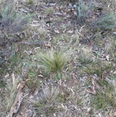 Nassella trichotoma at Watson, ACT - 12 Aug 2024