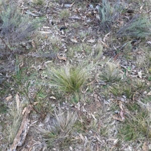 Nassella trichotoma at Watson, ACT - 12 Aug 2024