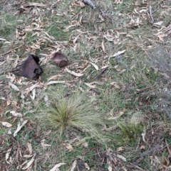 Nassella trichotoma (Serrated Tussock) at Watson, ACT - 12 Aug 2024 by waltraud