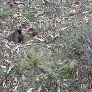 Nassella trichotoma at Watson, ACT - 12 Aug 2024