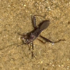 Riptortus serripes at South Mission Beach, QLD - 14 Aug 2024 by lbradley