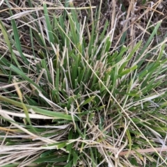 Nassella neesiana (Chilean Needlegrass) at Watson, ACT - 12 Aug 2024 by waltraud