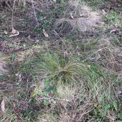 Nassella trichotoma (Serrated Tussock) at Watson, ACT - 12 Aug 2024 by waltraud