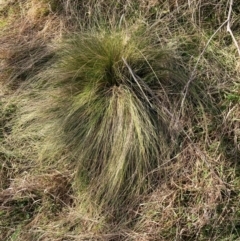 Nassella trichotoma (Serrated Tussock) at Watson, ACT - 12 Aug 2024 by waltraud