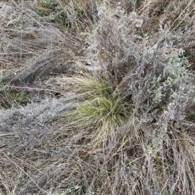 Nassella trichotoma (Serrated Tussock) at Watson, ACT - 12 Aug 2024 by waltraud