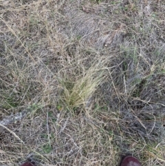 Nassella trichotoma (Serrated Tussock) at Watson, ACT - 12 Aug 2024 by waltraud