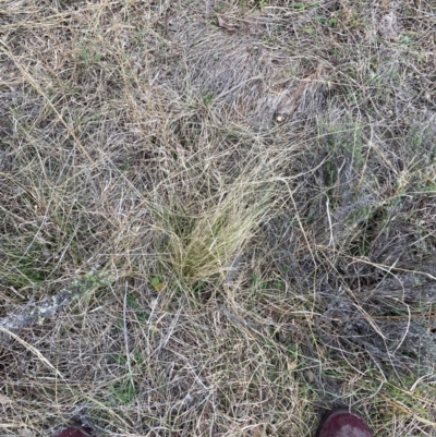 Nassella trichotoma (Serrated Tussock) at Watson, ACT - 12 Aug 2024 by waltraud