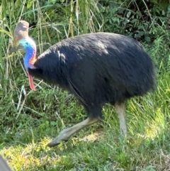 Casuarius casuarius (Southern Cassowary) at Carmoo, QLD - 14 Aug 2024 by lbradley