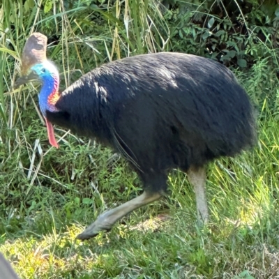 Casuarius casuarius (Southern Cassowary) at Carmoo, QLD - 14 Aug 2024 by lbradley