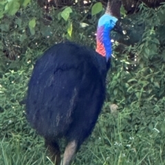 Casuarius casuarius at Carmoo, QLD - suppressed